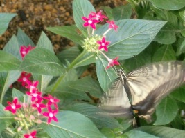 『昆虫館』温室