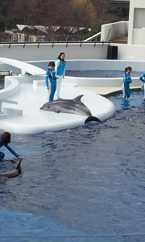 京都水族館イルカショー